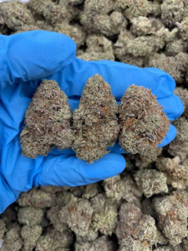 Cotton Candy Cloud Strain