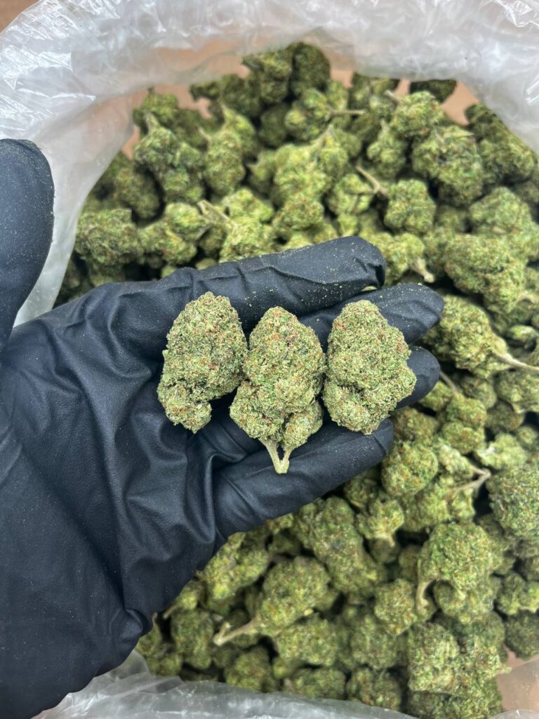 Do Si Dos Strain