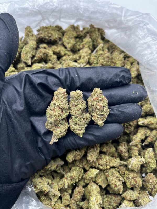 Hi Octane Strain