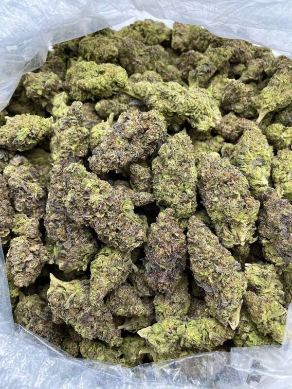 Italian Ice Strain - - Image 2