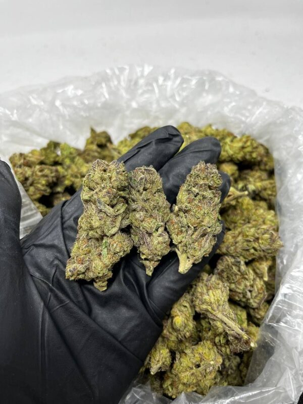 Milk N Cookies Strain
