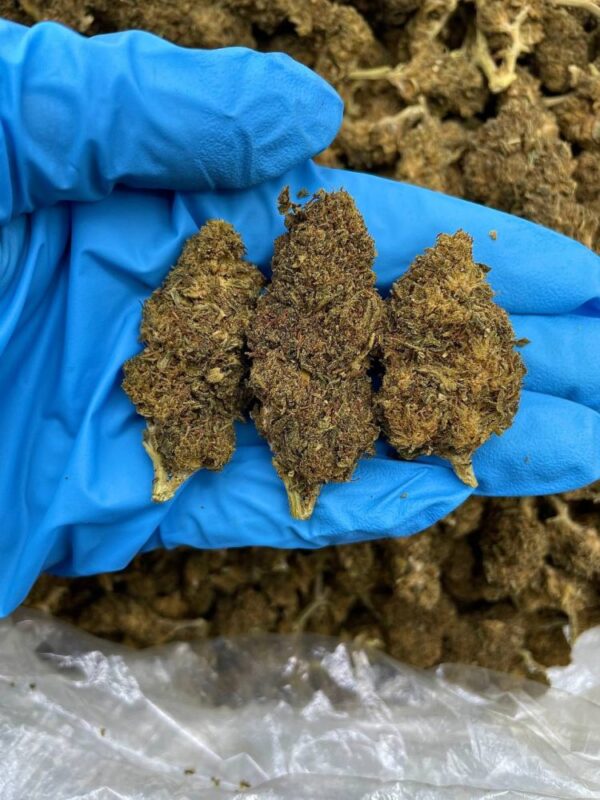 Pineapple Express Strain