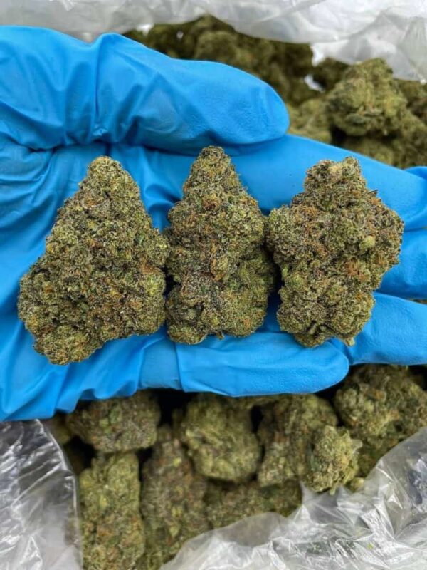 Purple Citrus Crush Strain