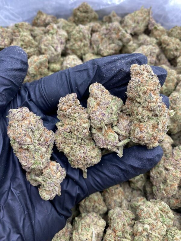 Purple Zkittlez Strain