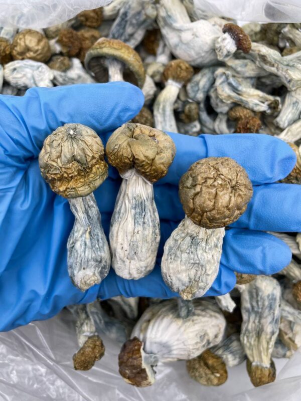 Albino Penis Envy mushrooms