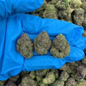 Candied Blue Zkittlez Strain