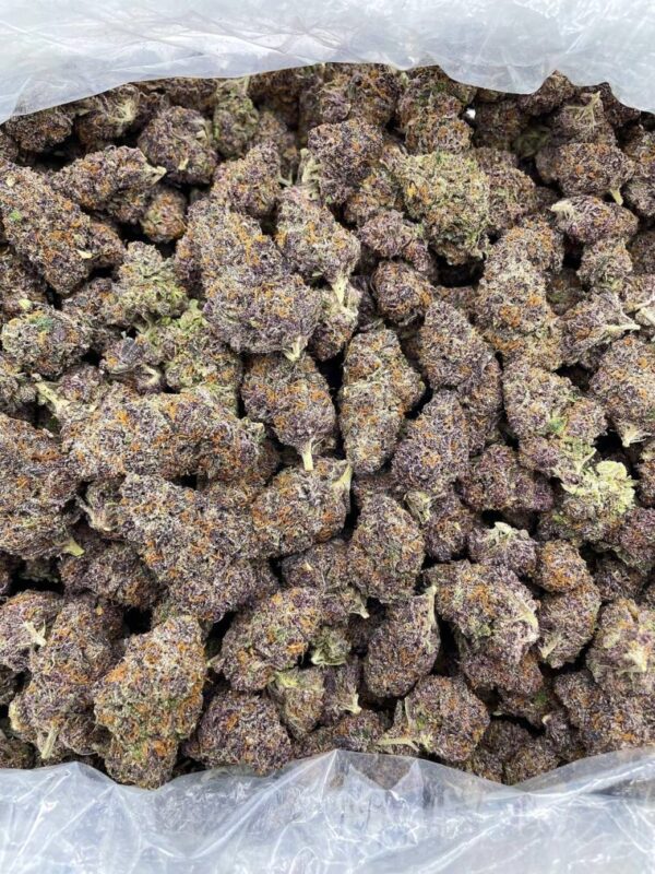 Citrus Snow Gelato Strain