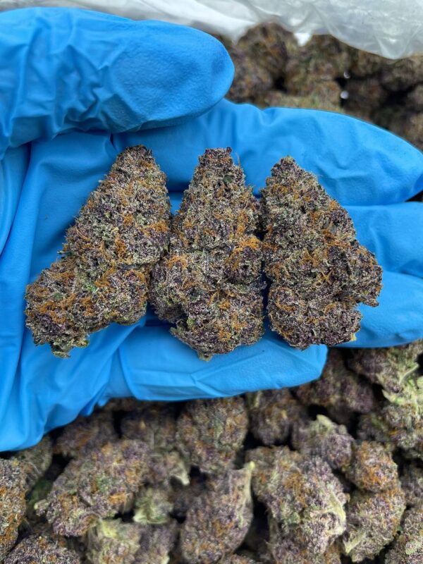 Citrus Snow Gelato Strain