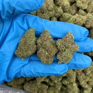 Creme Brulee Strain