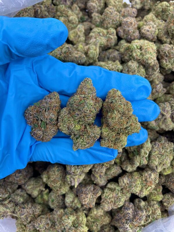 Frosted Candy Gelato Strain