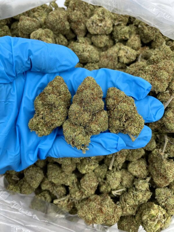 Gorilla Glue Strain