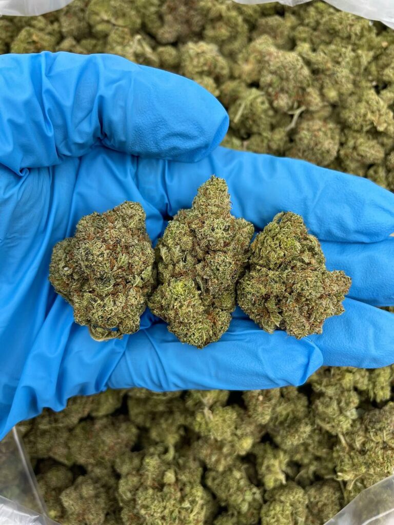 Home Gorilla Glue Supreme Strain