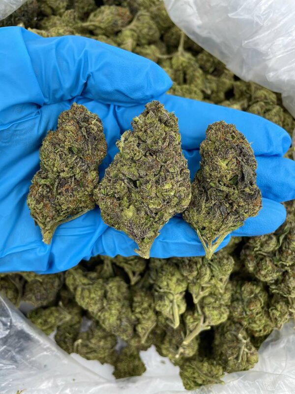 Jolly Rancher Gelato Strain