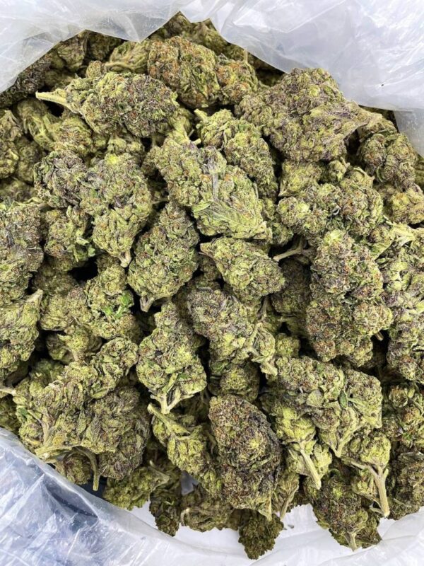 Jolly Rancher Gelato Strain
