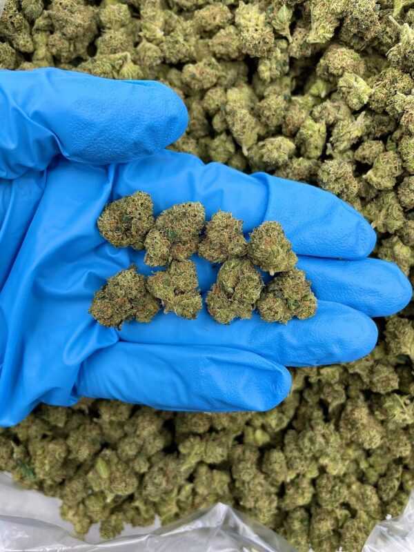 Jolly Ranchers Bite Strain