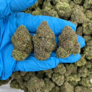 Laffy Taffy Gushers Strain