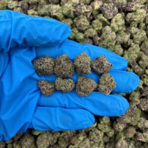 Marshmellow Land Strain