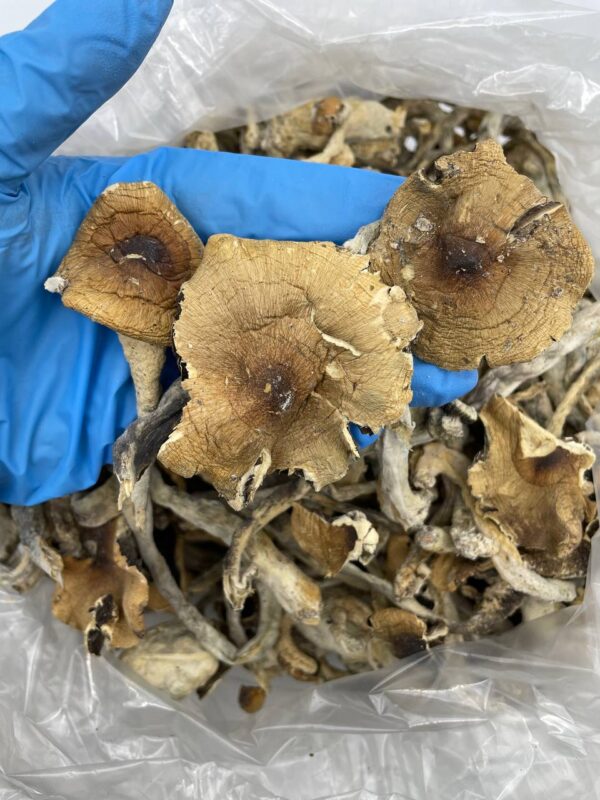 Penis Envy Mushroom