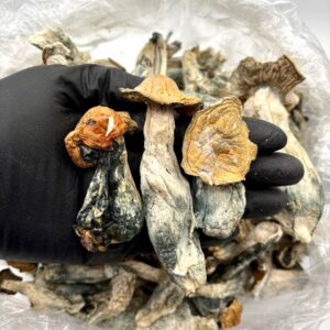 Penis Envy mushrooms