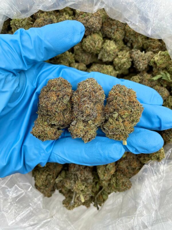 Platinum Snowfall Strain