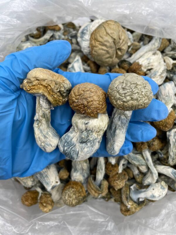 Tidal Wave mushroom