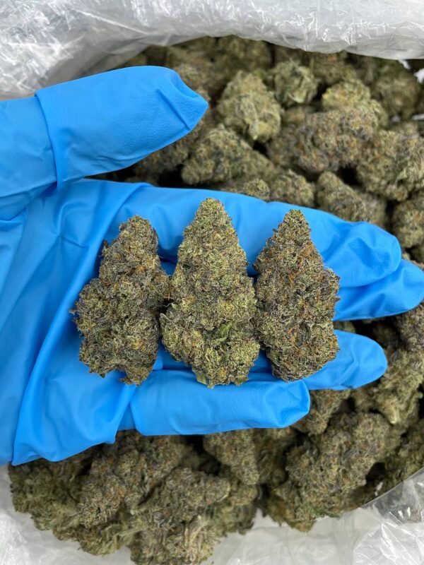 Tropical Lemon Sky Strain