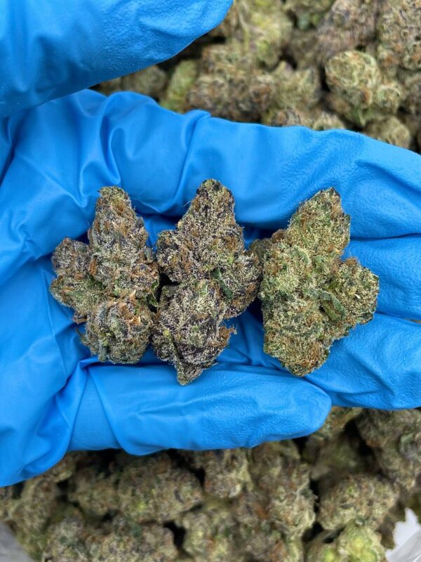 Blizzard Zkittlez Strain