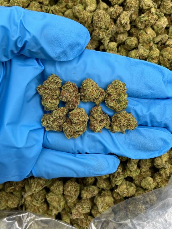 Cotton Candy Crush Strain