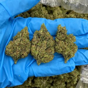 Garlic Cane Strain