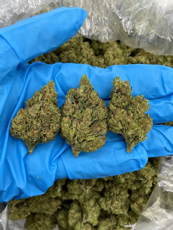Garlic Cane Strain