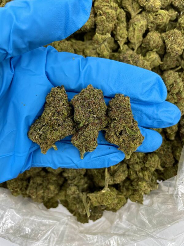 Gelato Cherry Pie Strain