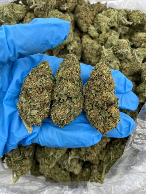 Mochi Gelato Strain