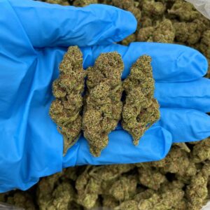Glitter Fantasy Strain