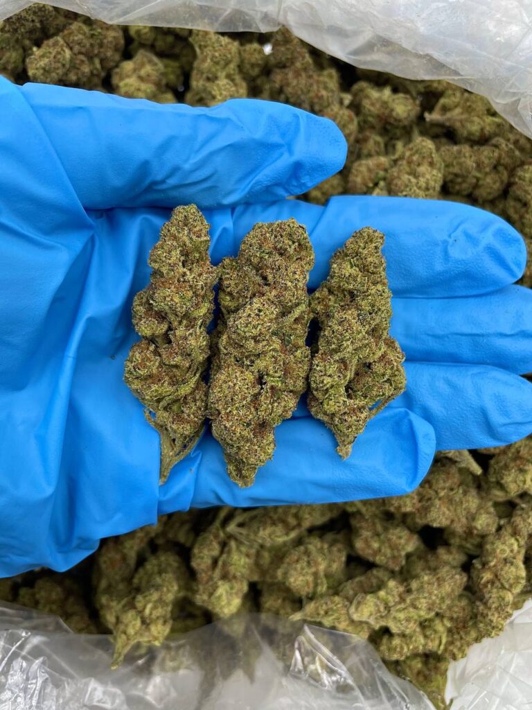Glitter Fantasy Strain