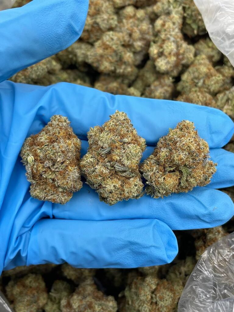GMO Cookies Strain