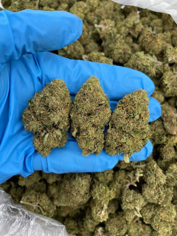 Grape Gas Hi-Chew Strain