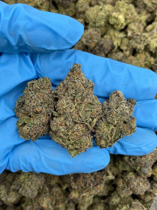 Gummy Watermelon Strain