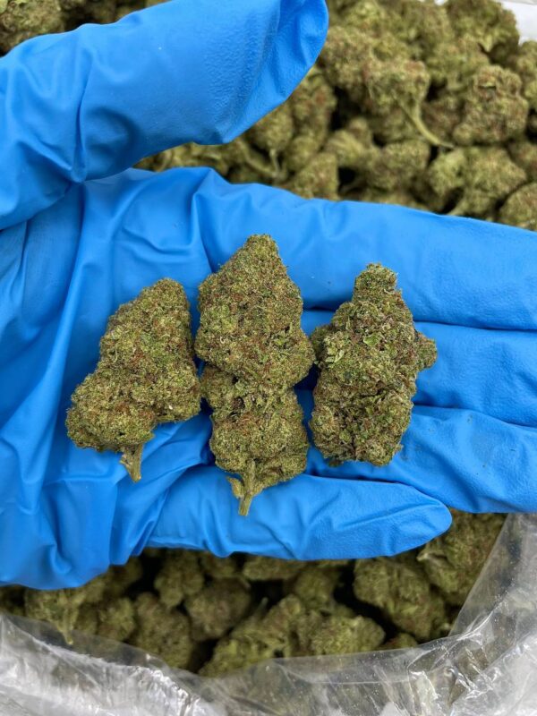 Italian Ice Strain