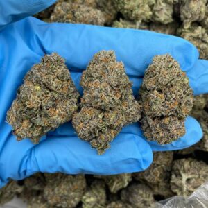 Jet Fuel Gelato Strain