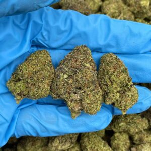 Orange Crush Kush strain