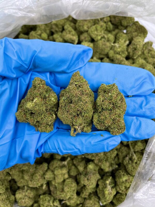 Oreo Sundae Strain