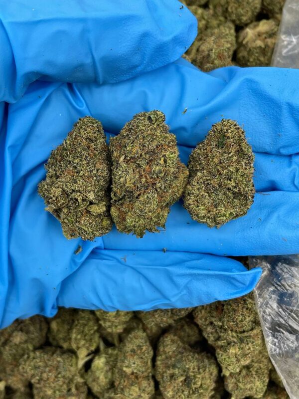 Starburst Haze strain