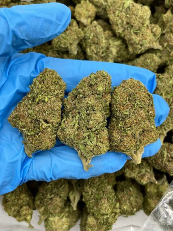 Tropical Candybomb strain