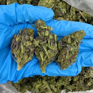 Tropical Strawberry Runtz Strain