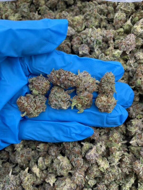Truffle Delight Strain