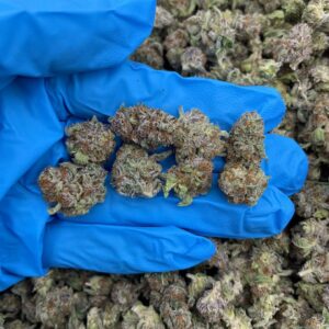 Truffle Delight Strain