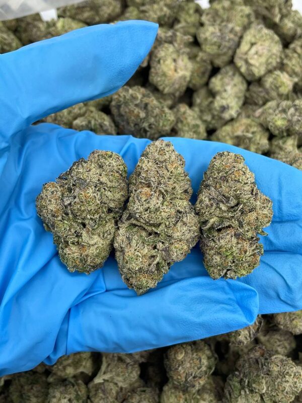Winter Fall Gelato Strain