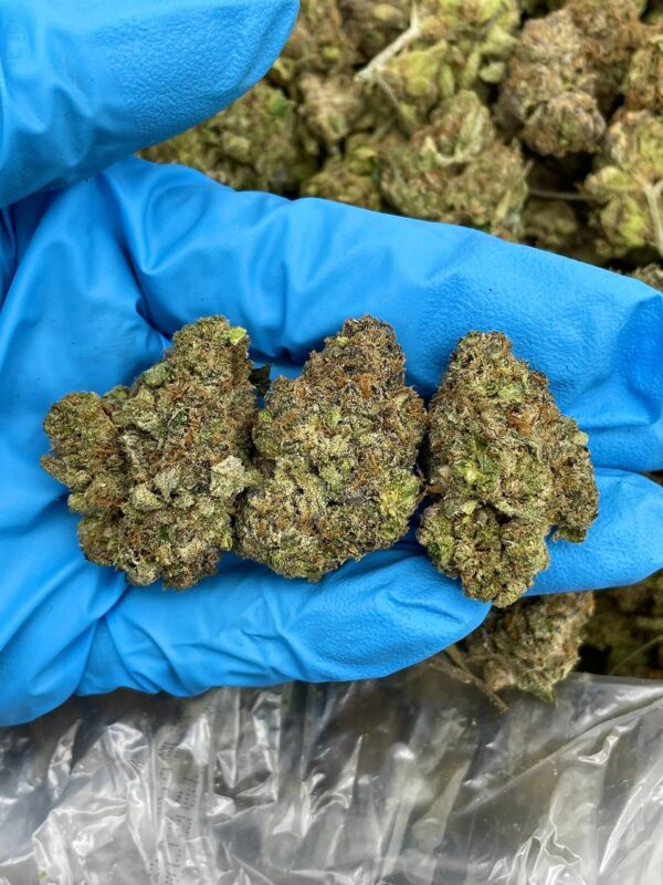 Blackberry Runtz Strain