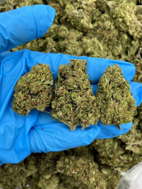 Candy Mirage Strain