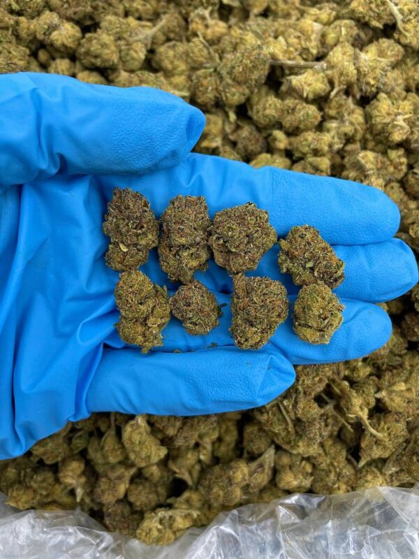 Cherry Sourbelts Strain